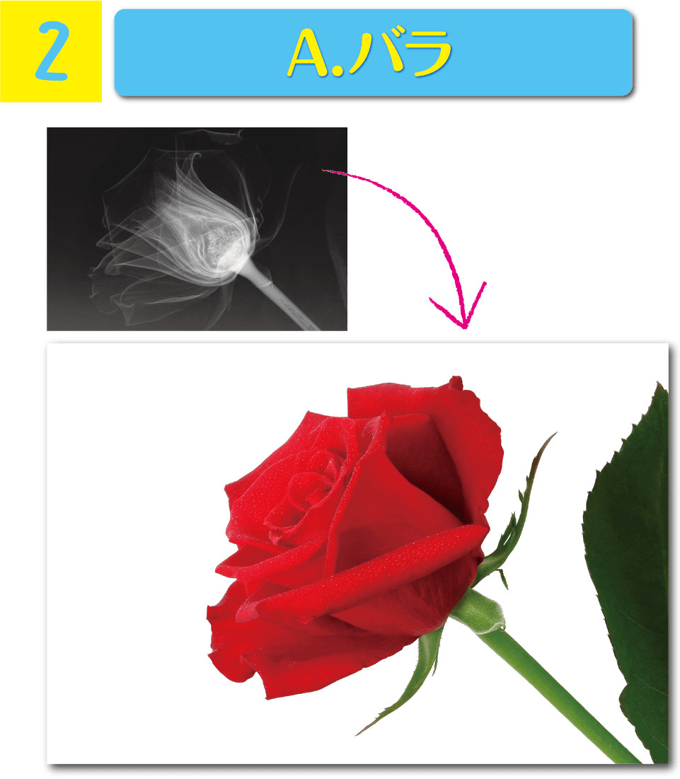 バラ